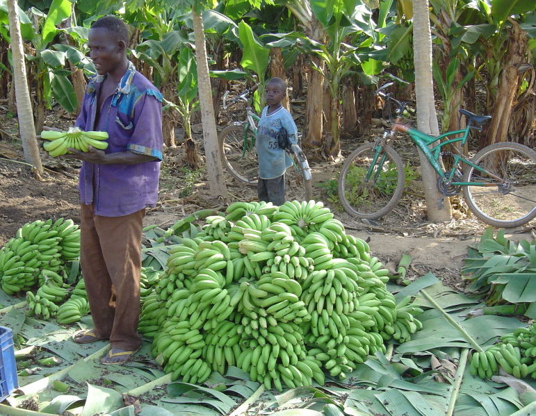 récolte de bananes
