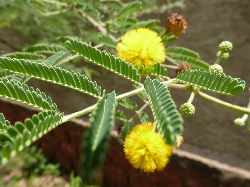 acacia nilotica