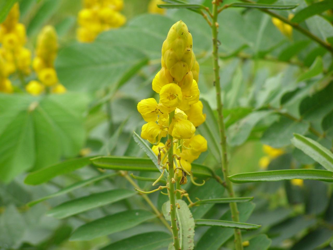 Cassia Alata