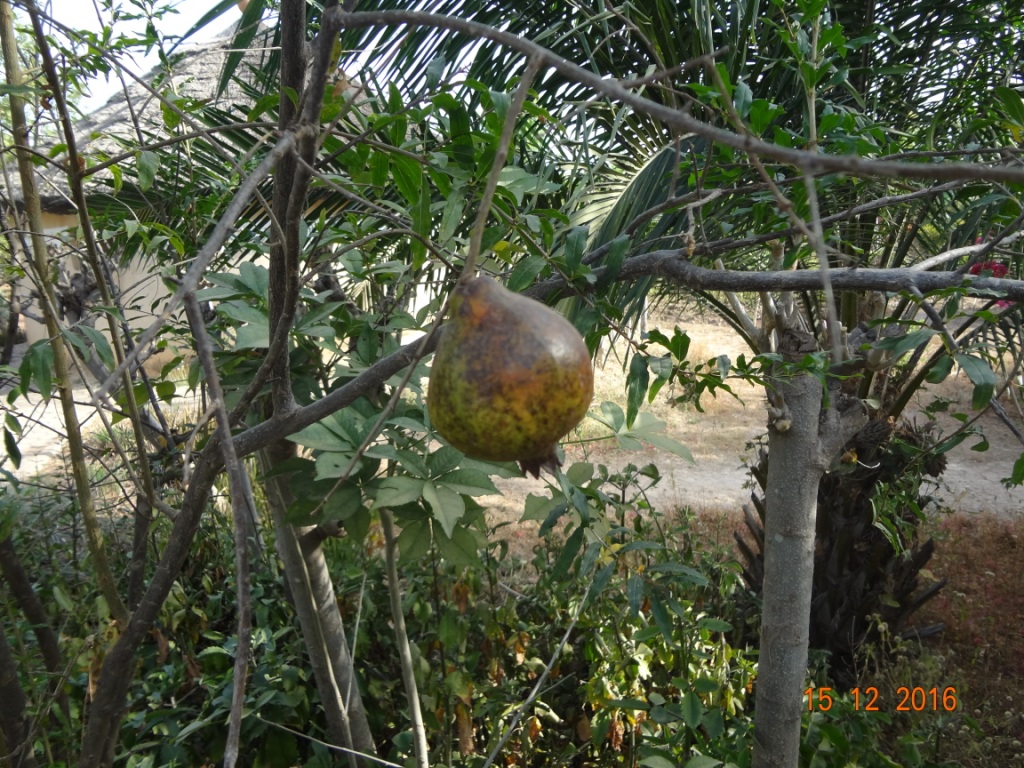 Grenade fruit