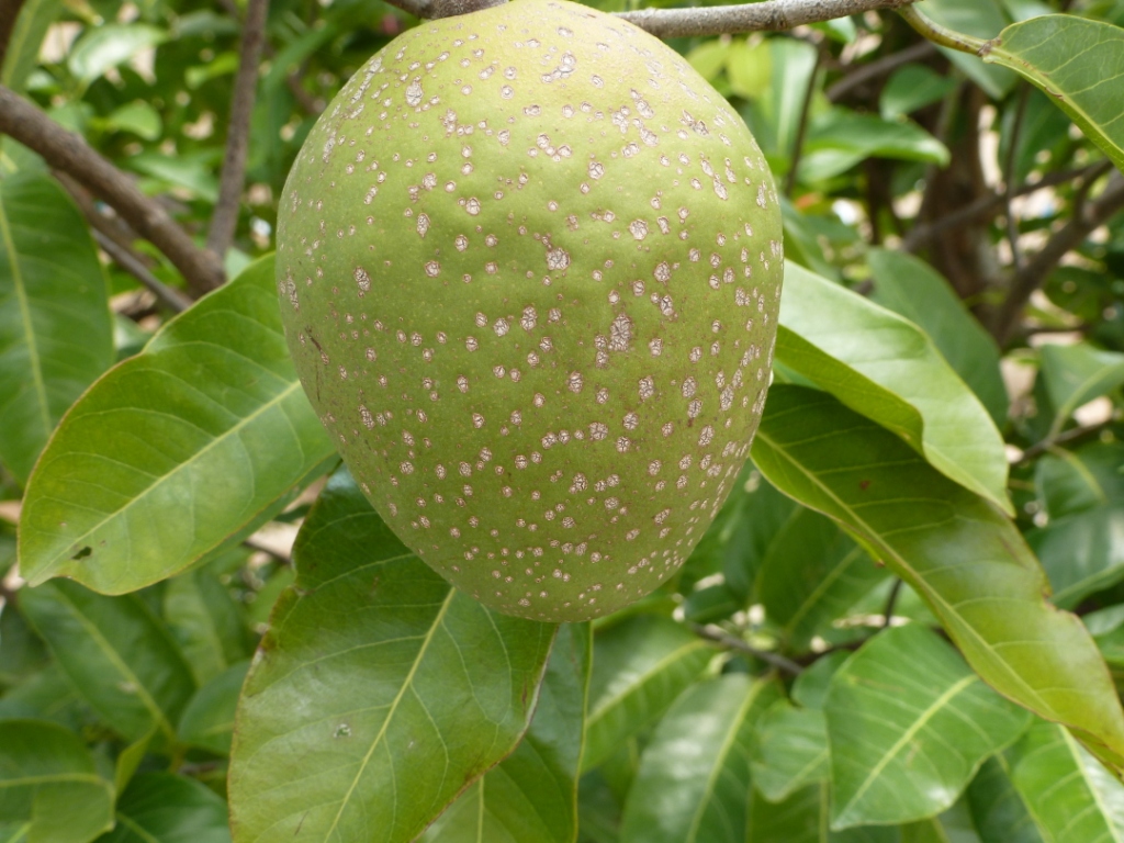 Sena senegalensis fruit